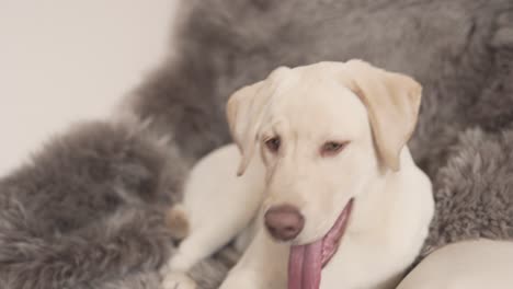 a close up video of a wonderful white labrador retriever who sits on the armchair