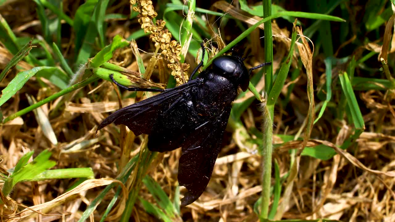 Macro video of Black Horse Fly (Tabanus atratus)