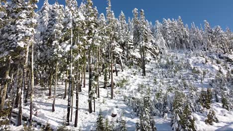 aerial snowy froest on vancouver island, canada