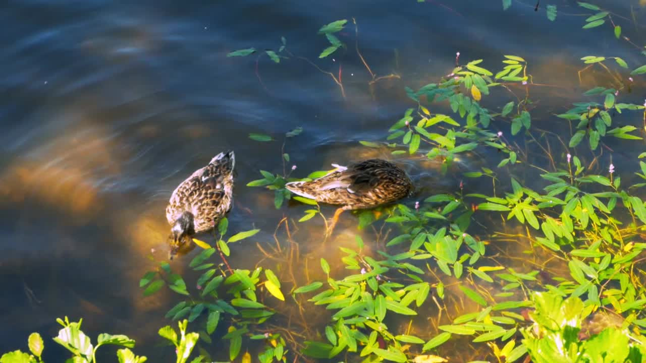 Patos zambulléndose en agua marrón con plantas verdes sobre ella en busca de alimento