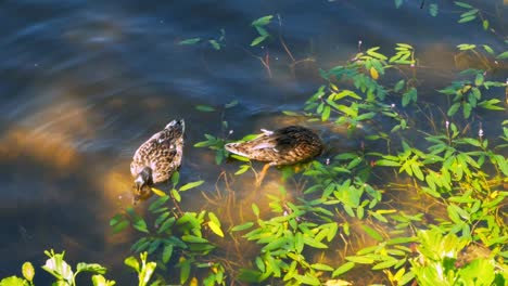 ducks diving into brown water with green plants on it for food