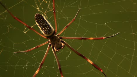 cerca gigante de una araña tejedora de orbe de seda dorada en la selva brasileña