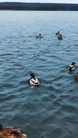wildlife scenic nature landscapes. beautiful migratory birds over the sea water. vertical video