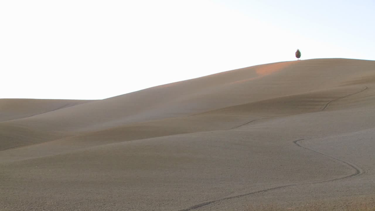 одинокое дерево стоит на холме в тоскане италия предлагает независимость 1