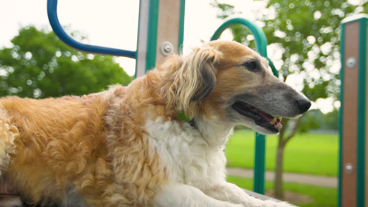 공원에 앉아 있는 행복하고 건강하며 만족스러운 개