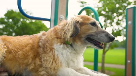 perro feliz, saludable y contento sentado en el parque
