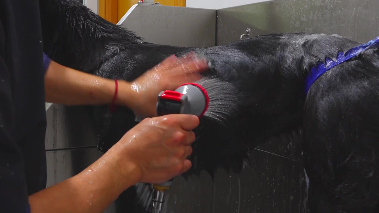 Tierfriseur spült vorsichtig Seife aus dem Fell eines schwarzen Hundes in einer professionellen Edelstahlwanne