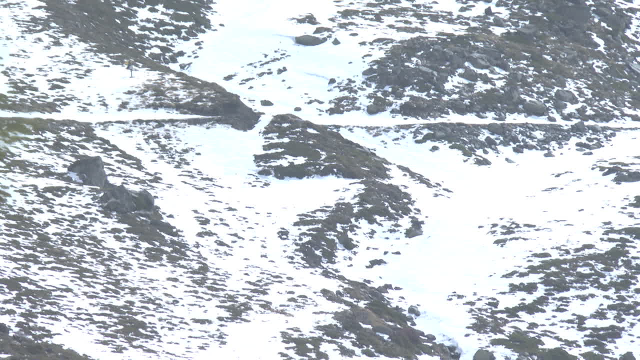 소나무 가 있는 눈 인 산악 풍경