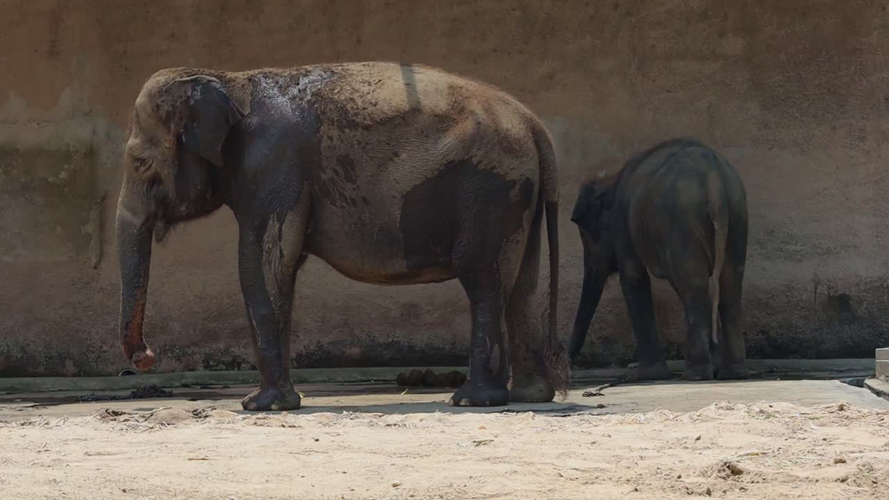 Two Elephants at a Zoo