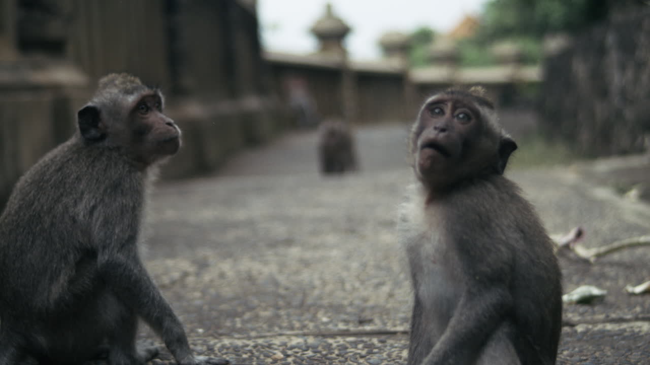 Two monkeys playing together on paved temple courtyard in Indonesia