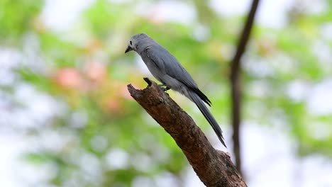 The-Ashy-Drongo-is-a-skittish-regular-migrant-to-Thailand-in-which-it-likes-to-perch-high-on-branches,-that-may-be-far-to-reach-by-humans-or-animals,-easy-to-take-off-and-capture-insects