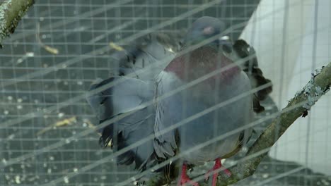 the carrier pigeon sits in a cage