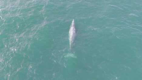 Ballena-Jorobada-Saliendo-A-La-Superficie-Y-Soplando-Aire-Desde-La-Izquierda