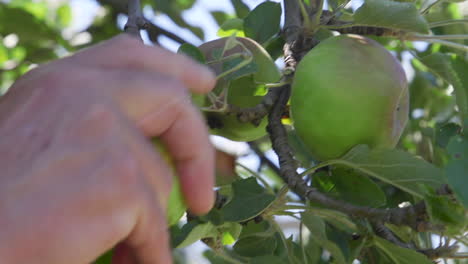 an apple being picked by hand from a tree in slow motion