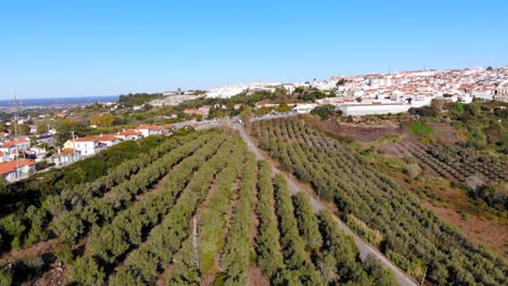 Drone-shot-flying-over-some-planted-trees-on-a-ridge-by-Palmela,-Portugal