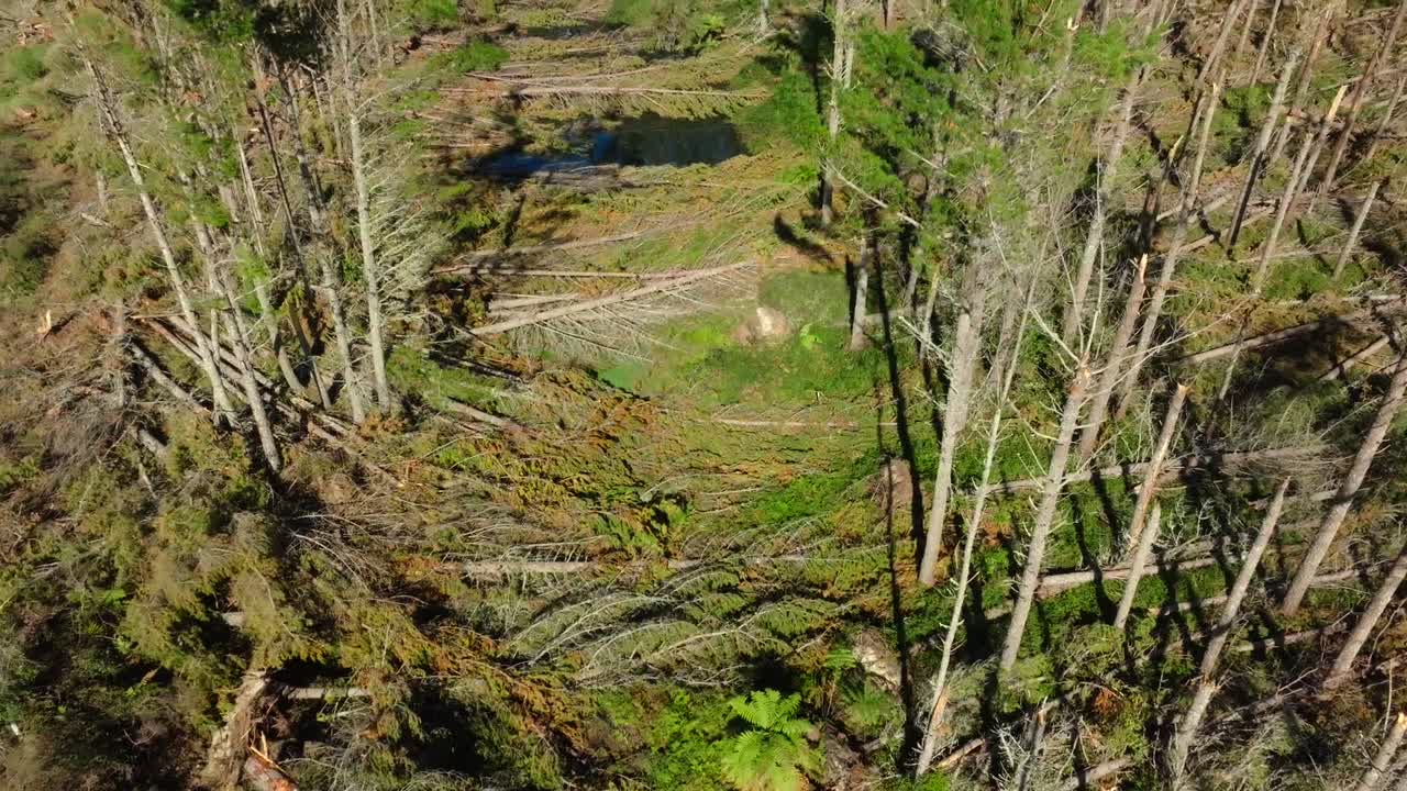 vista aérea sobre los pinos dañados por el ciclón