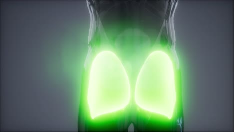 gluteus maximus - animación de la anatomía de los músculos de las piernas