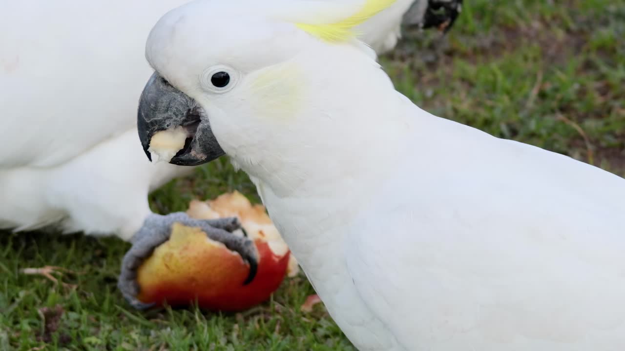 Two cockatoos pecking at an apple on green grass, showcasing their interaction and feeding behavior.