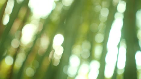 abstracto borroso fuera de foco y borroso hoja verde fondo de la naturaleza bajo la luz del sol con bokeh y copia de espacio usando como fondo plantas naturales paisaje, concepto de ecología.