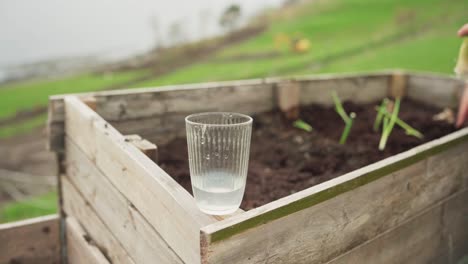 person transplanting onion leeks from a glass with water