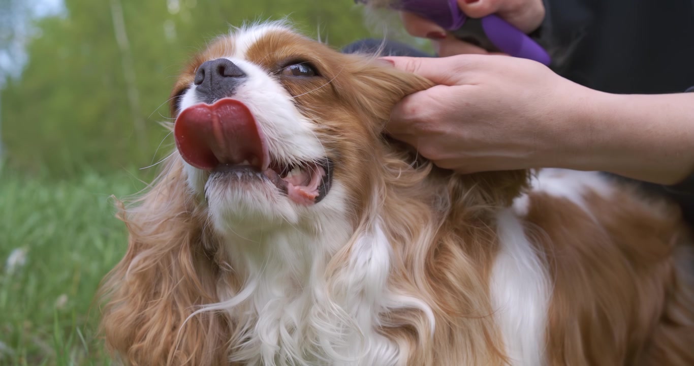 Cavalier King Charles Spaniel Being Groomed Outdoors Against a Green Background. Shot on super slow motion camera 1000 fps.