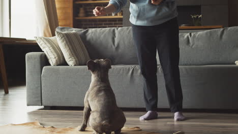 bulldog dog plays jumping with his owner who is standing in the living room at home