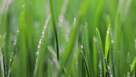 el césped verde es un primer plano súper macro.