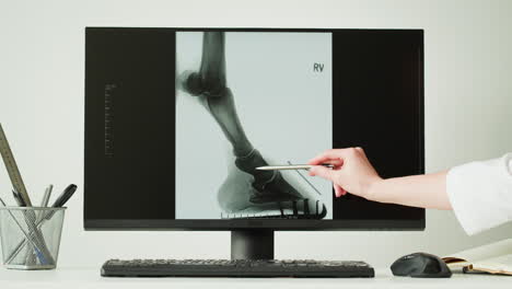 veterinary x-ray of horse's leg