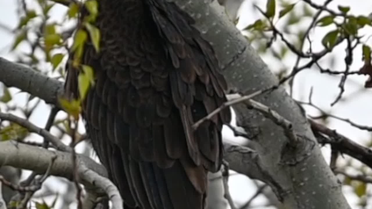 una vista íntima de buitres de pavo descansando en las ramas de los árboles en kamloops, columbia británica.