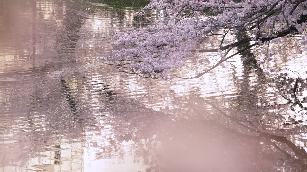 물  에 꽃 을 피우고 있는 체리 나무 들