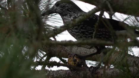 spotted nutcracker hacks at pine cone up in a tree, close static shot