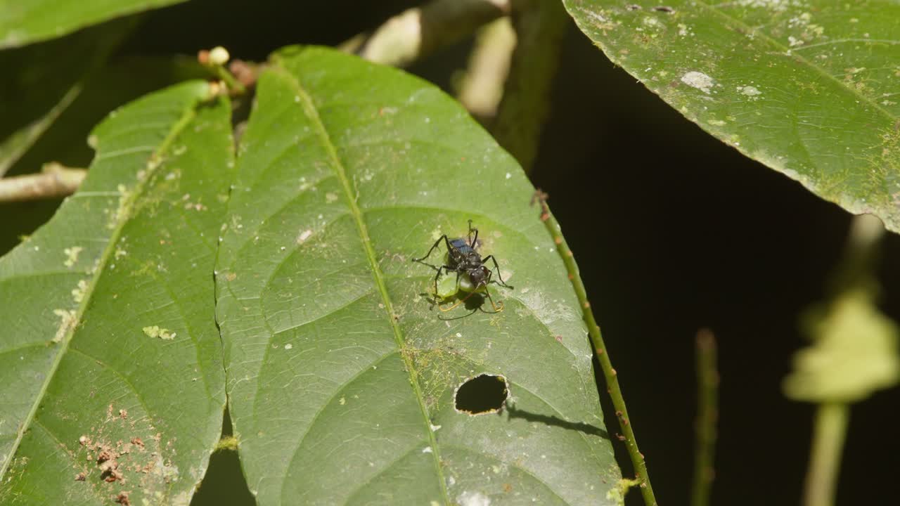 avispa araña con una matanza de insectos verdes en una hoja en la selva peruana
