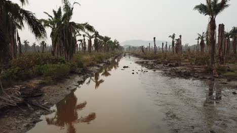 Fly-over-the-river-with-dead-oil-palm-trees-at-both-side-at-Juru.