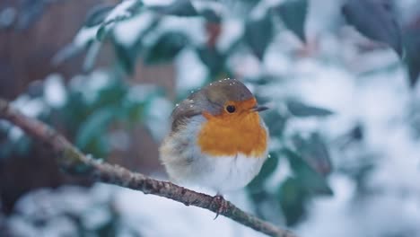 Pájaro-Petirrojo-Contemplativo-En-La-Nieve-Moviendo-Su-Cabeza-Hacia-Abajo-De-Una-Manera-Triste