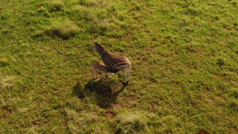 drone aerial footage of a zebra baby drinking from zebra mother african plains