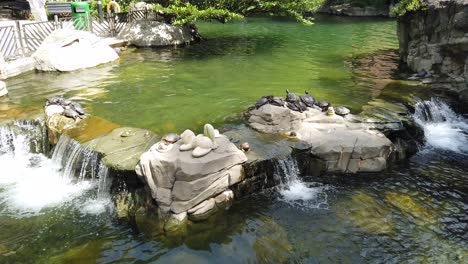 pequeño grupo de tortugas tomando el sol junto a un pequeño estanque y cascada en un parque verde de hong kong