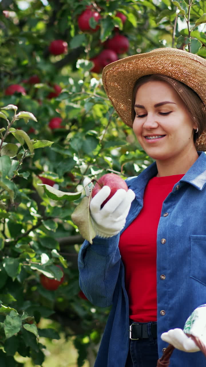 Happy positive woman in hat and gloves holding a basket picking apples. Lady taking a big red apple, wipes it and enjoys the smell. Vertical video