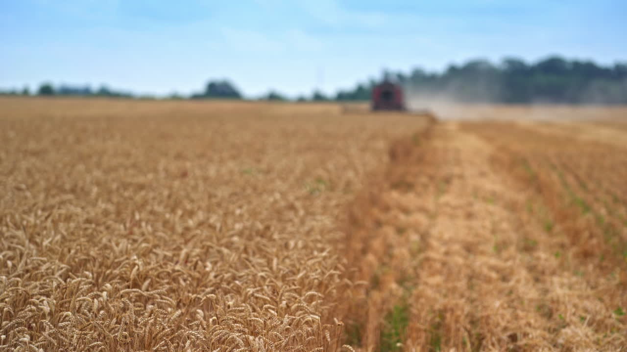 Sunny agricultural farmland of ripe wheat. Ears of corn swaying in the light wind. Wheat mower working in the field and rising the clouds of dust in blur.