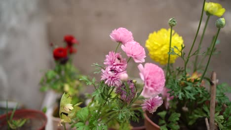 Vielzahl-Von-Nelkenblumen-Im-Garten.---Nahansicht