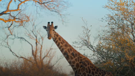 giraffe in african savannah at sunset