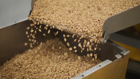 raw nuts on a conveyor belt. drying, roasting and packaging, the production process of light snacks. factory production.