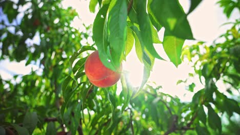 big juicy peach on the tree. fabulous orchard. magical sunlight. fruits ripen in the sun.