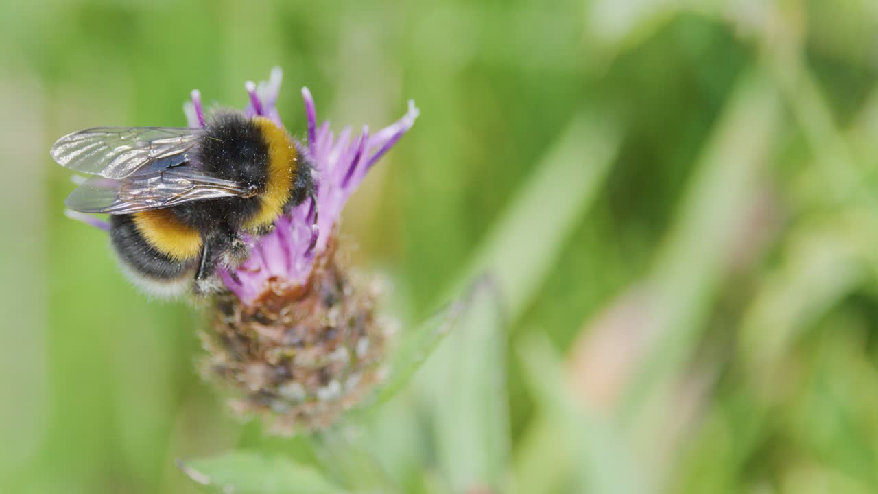 A bumblebee feeds on a purple wildflower, gathering pollen with its proboscis. Macro close-up, natural daylight, shallow depth of field, soft background