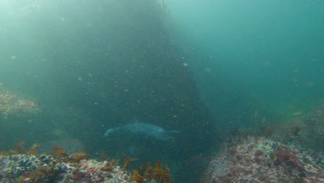 Kegelrobbe-Schwimmt-Während-Eines-Tauchgangs-In-Percé,-Quebec,-In-Der-Nähe-Von-Tauchern