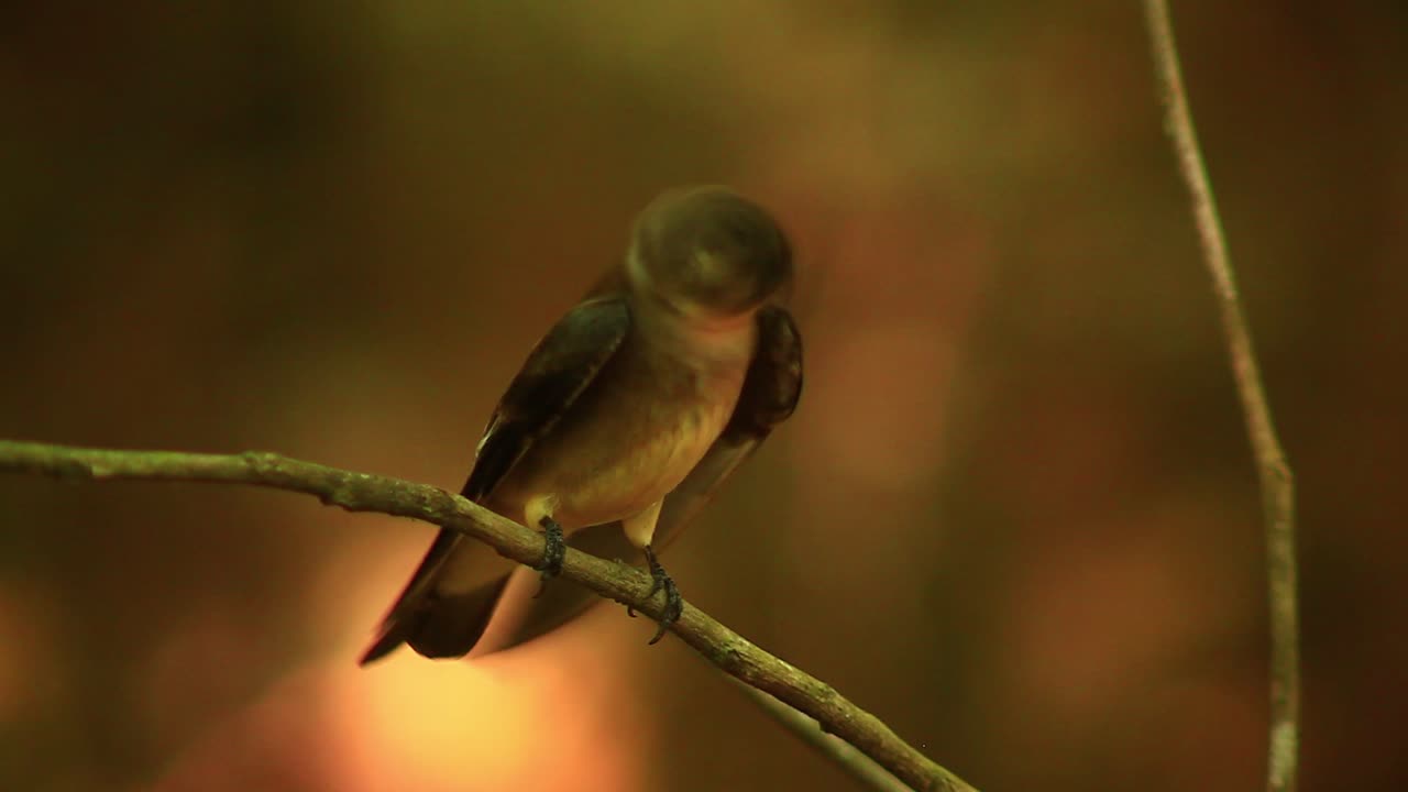 la belleza de la golondrina de alas ásperas del sur