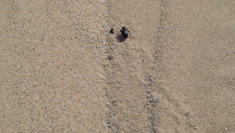 Käfer-Versucht,-Die-Düne-Zu-Erklimmen-Und-Stürzt