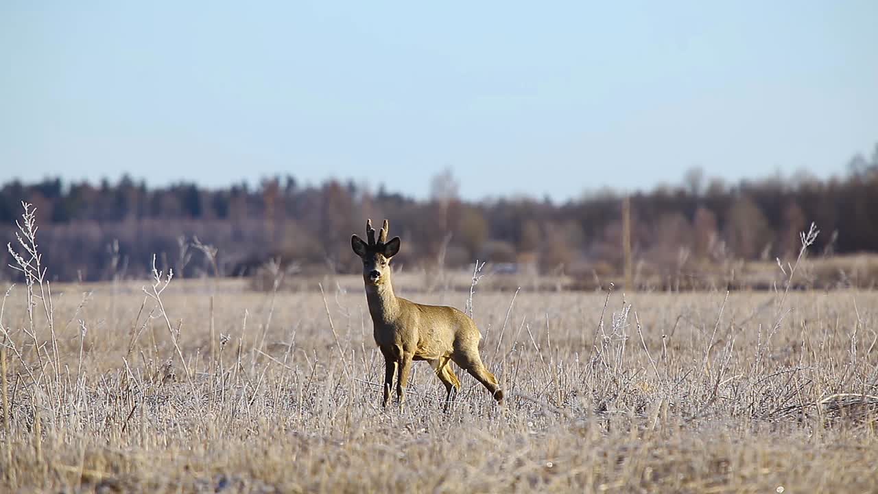 corzo enojado en temporada de apareamiento en campo de hierba seca helada