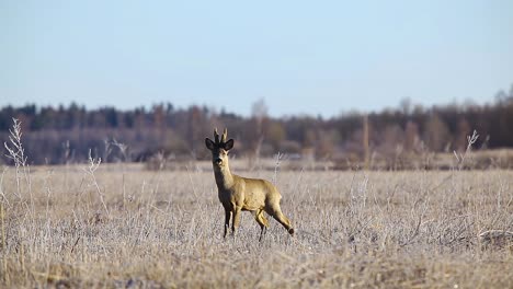 angry roe deer in mating season in frosty dry grass field