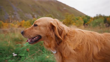 a golden retriever explores a colorful field in vestarelen during a crisp autumn day