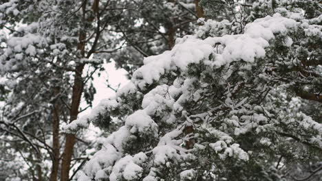 árbol de pino de primer plano con nieve